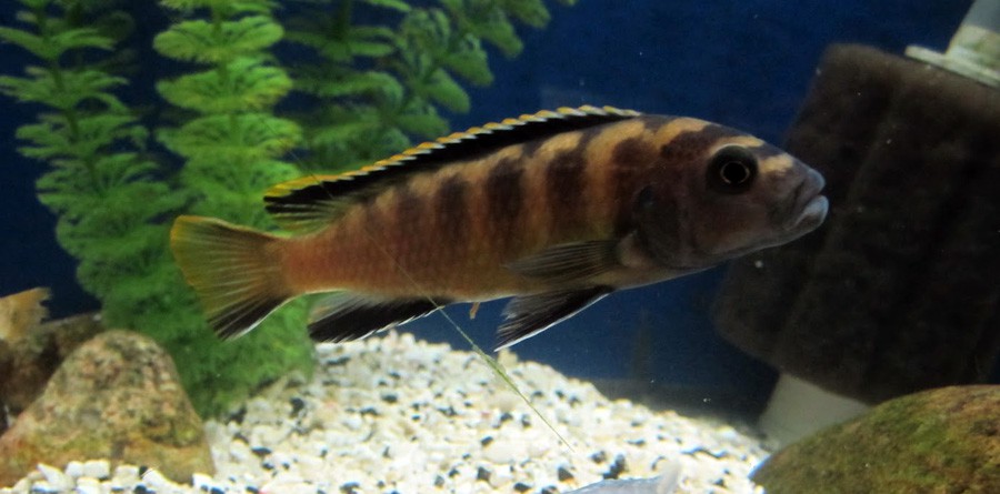 Pseudotropheus Flavus 6