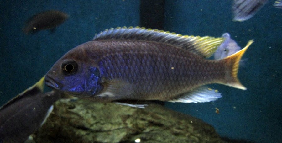 Acei