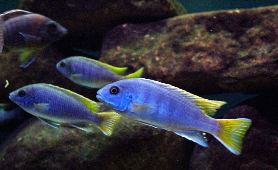Pseudotropheus sp. Acei 2