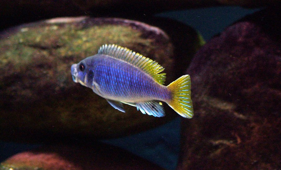Pseudotropheus sp. Acei 3