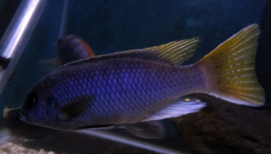 Pseudotropheus sp. Acei 4