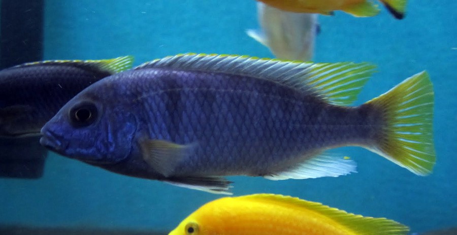 Pseudotropheus sp. Acei 5