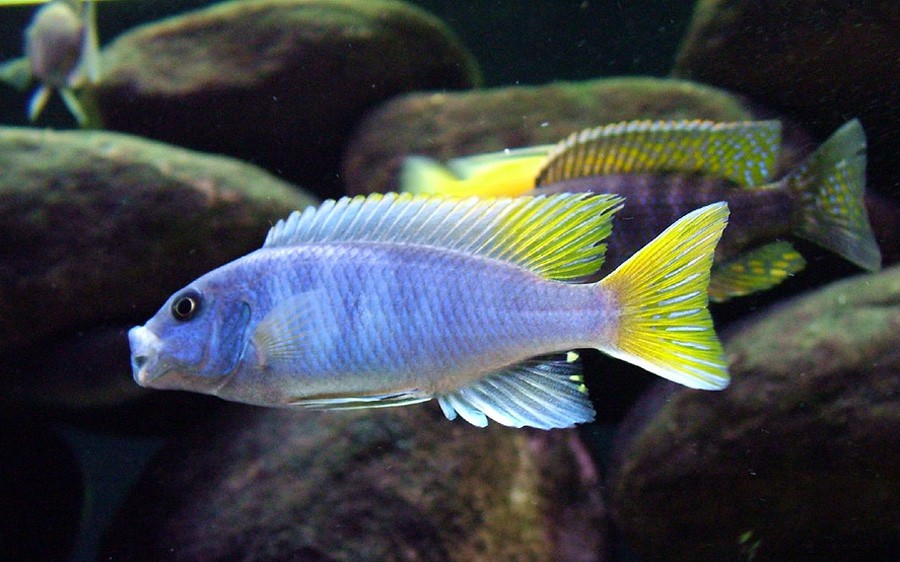 Pseudotropheus sp. Acei 6