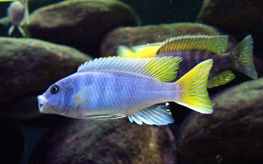Pseudotropheus sp. Acei 6
