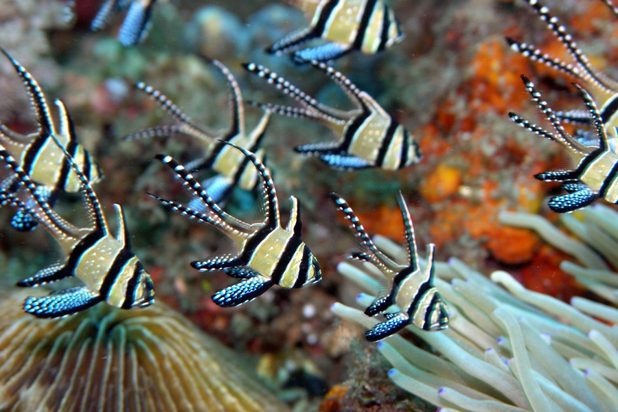 Pterapogon Kauderni 2