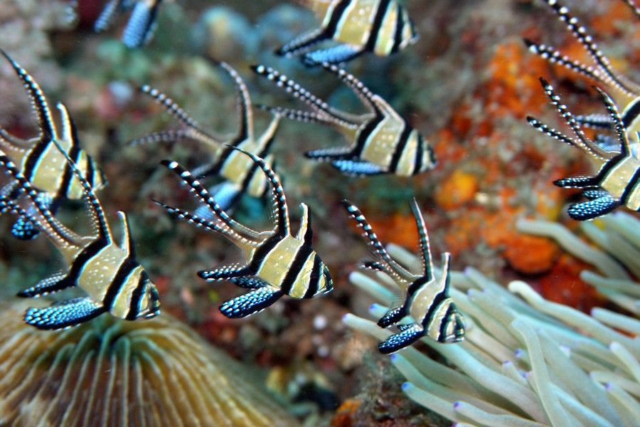 Pterapogon Kauderni 2