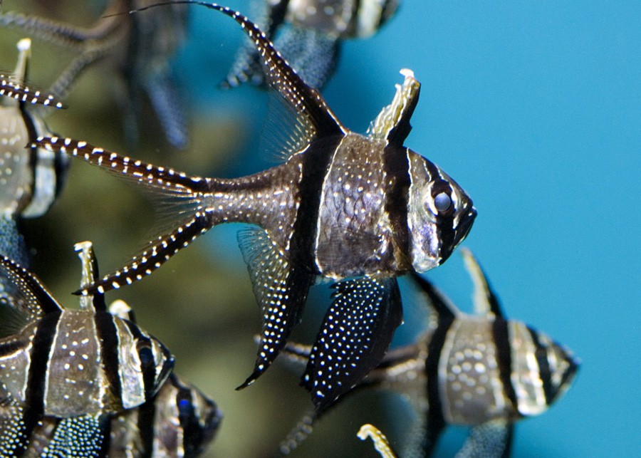 Pterapogon Kauderni 3