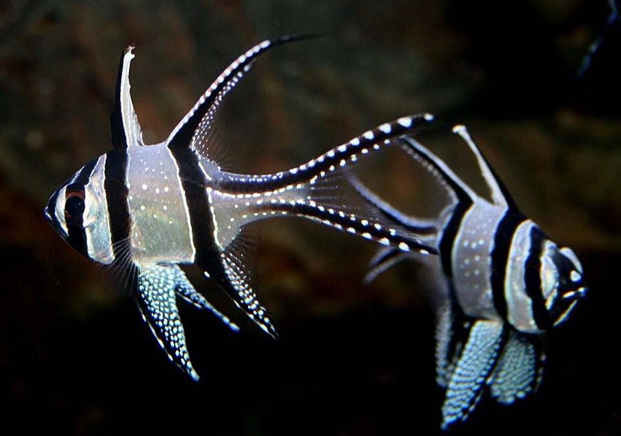 Pterapogon Kauderni 4