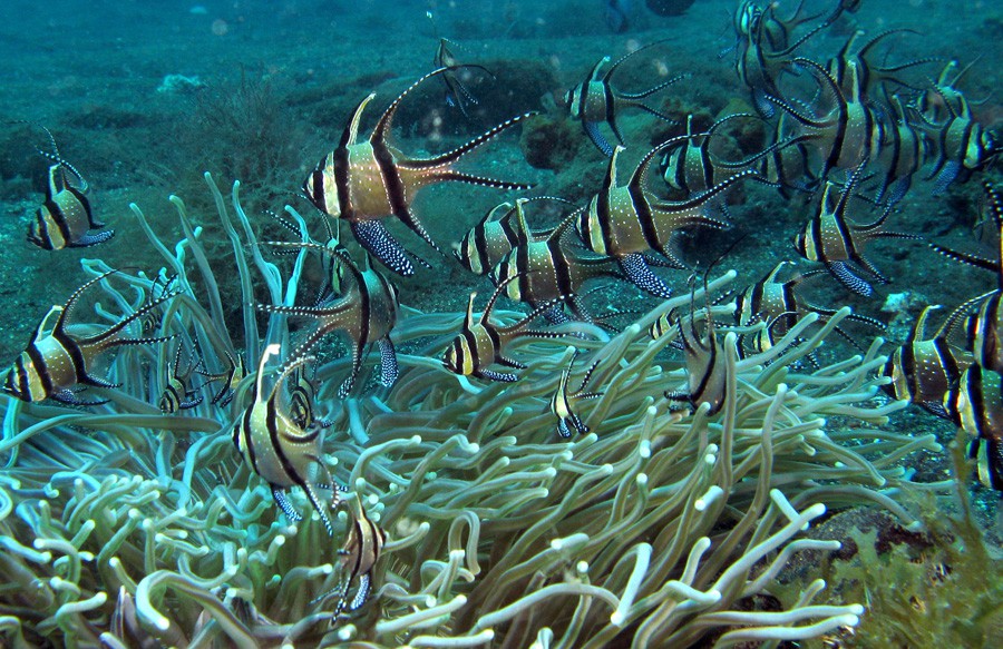 Pterapogon Kauderni 5