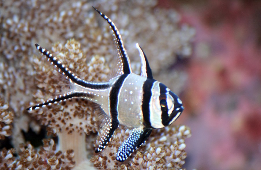 Pterapogon Kauderni 6