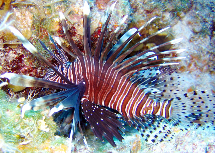 Pterois Volitans 2