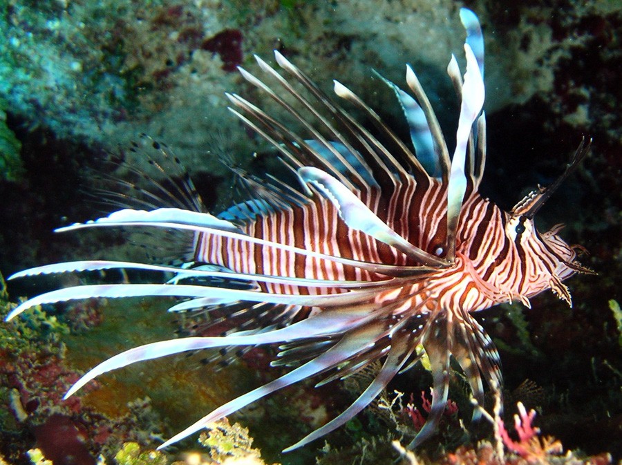 Pterois Volitans 3