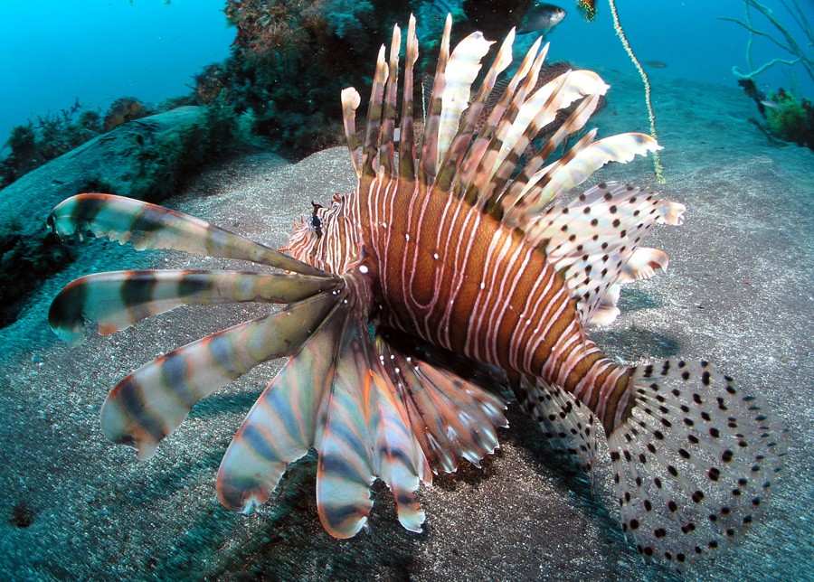 Pterois Volitans 4