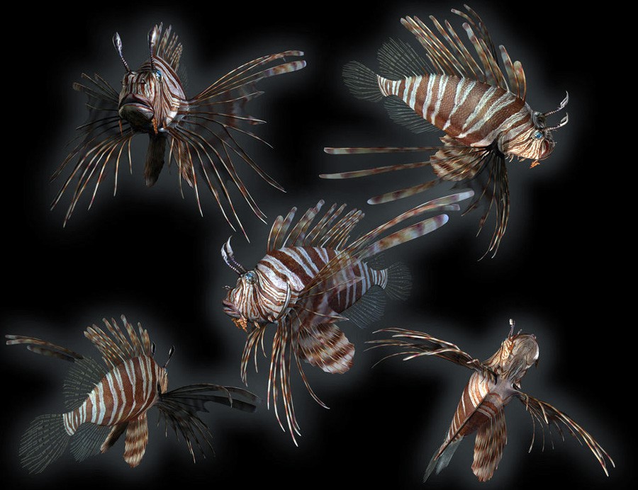 Pterois Volitans 5