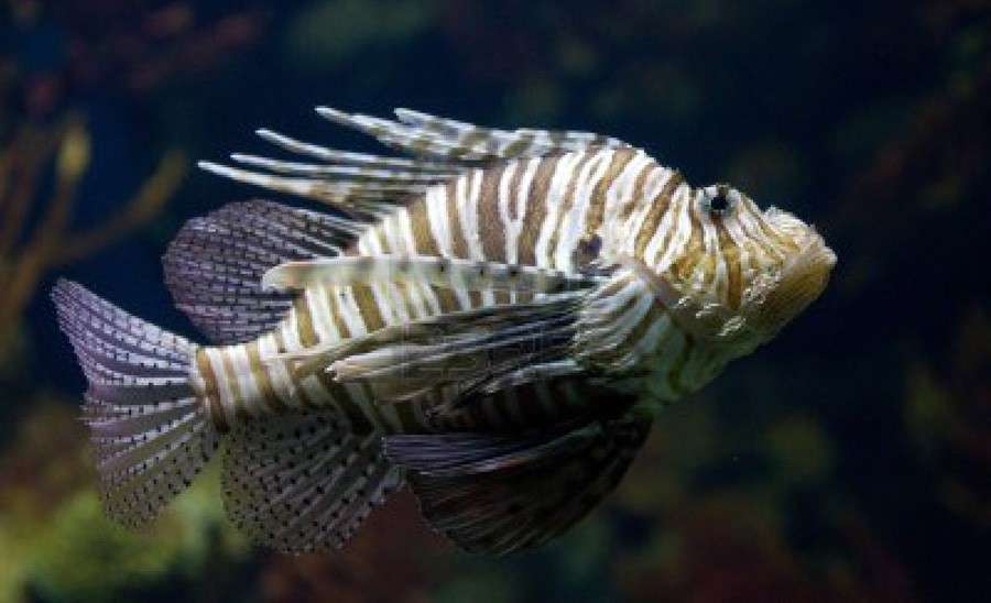 Pterois Volitans 6