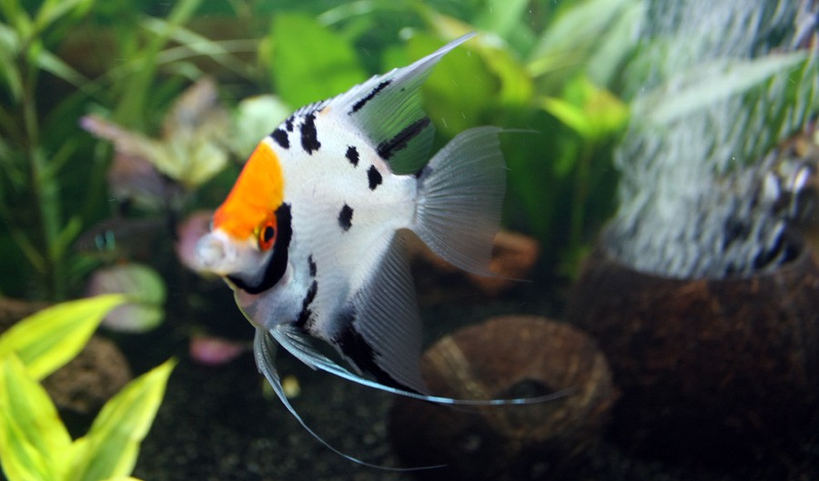 Pterophyllum Scalare