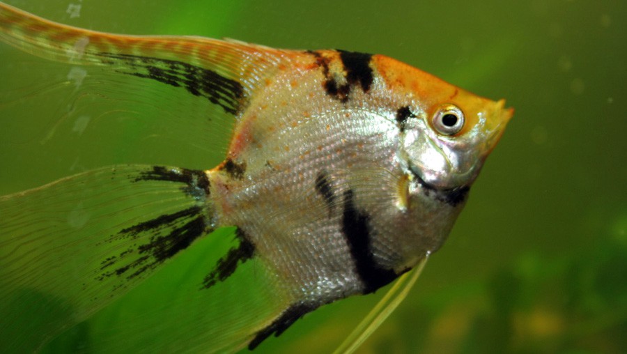 Pterophyllum Scalare 2