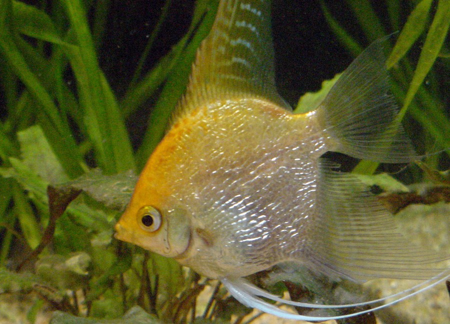 Pterophyllum Scalare 3