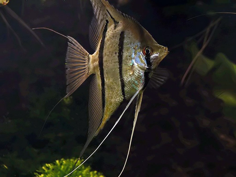Pterophyllum Scalare 4