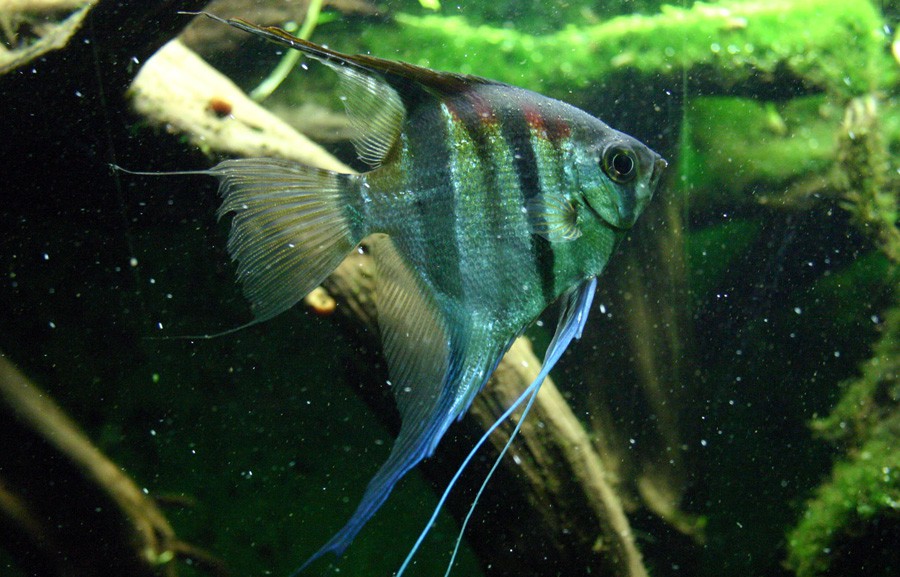 Pterophyllum Scalare 5