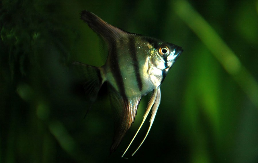 Pterophyllum Scalare 6