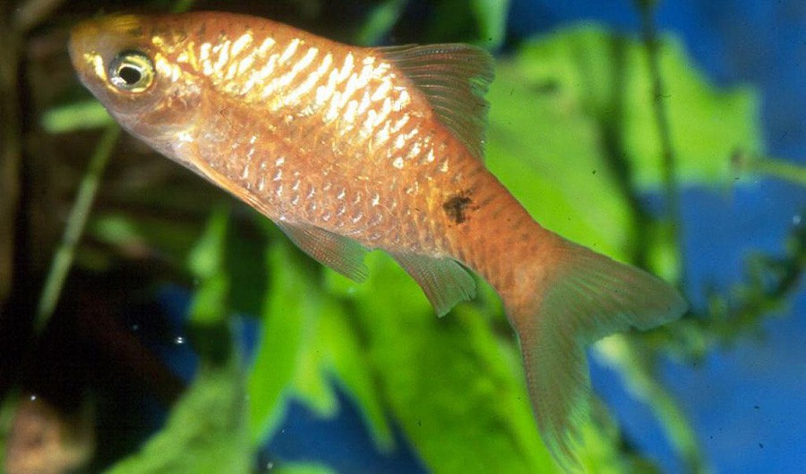 Puntius Conchonius