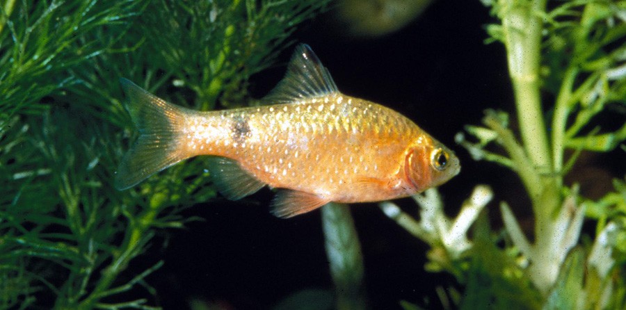 Puntius Conchonius 2