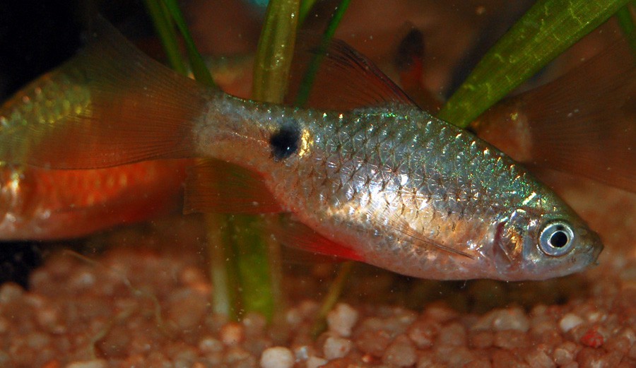 Puntius Conchonius 3