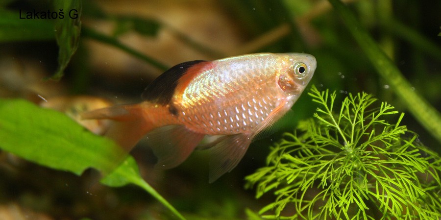 Puntius Conchonius 4