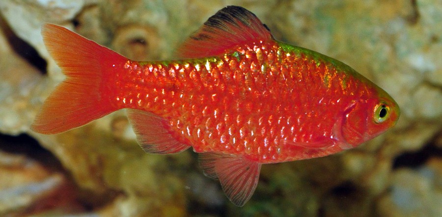 Puntius Conchonius 5