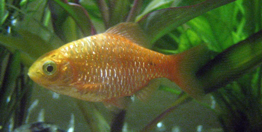Puntius Conchonius 6