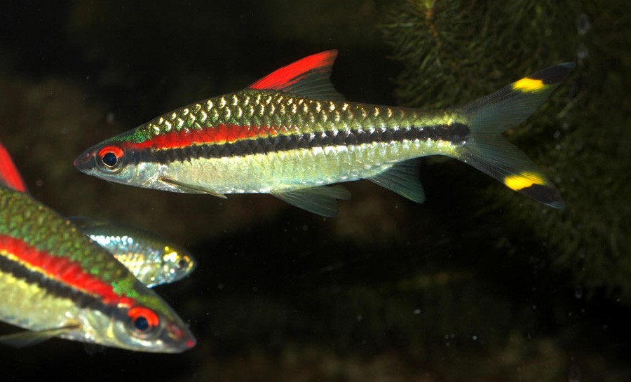 Puntius Denisonii