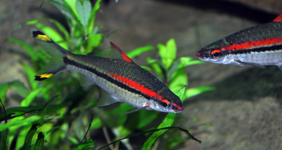 Puntius Denisonii 4