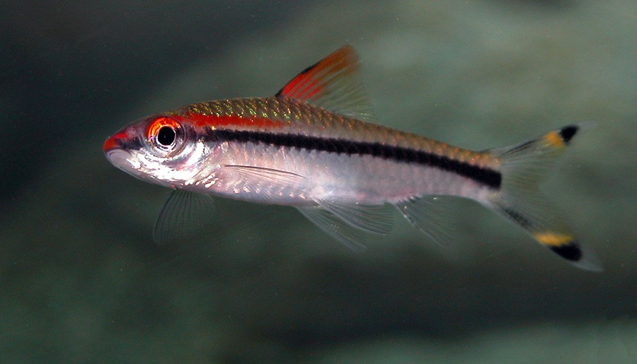 Puntius Denisonii 5