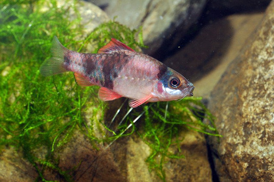 Puntius Fasciatus 2