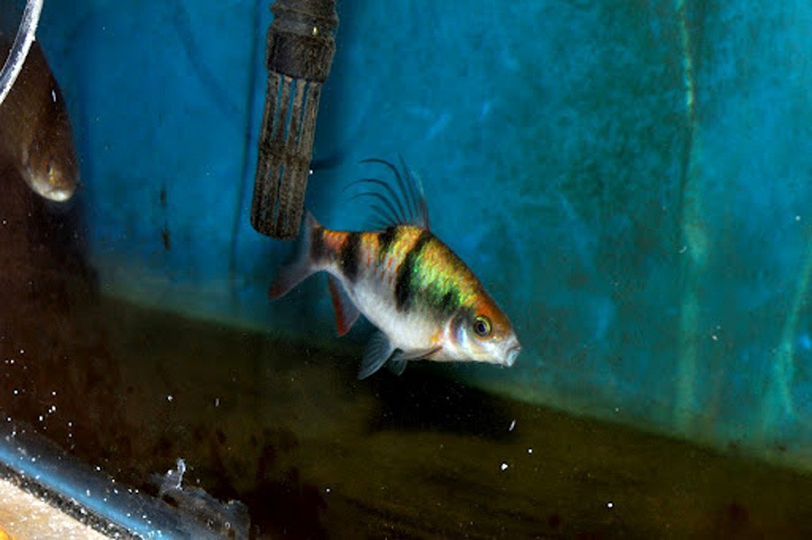 Puntius Fasciatus 3