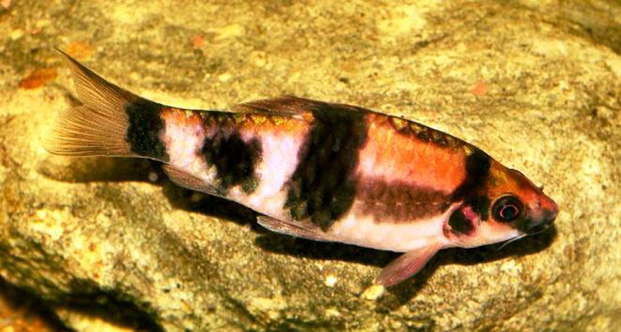 Puntius Fasciatus 4