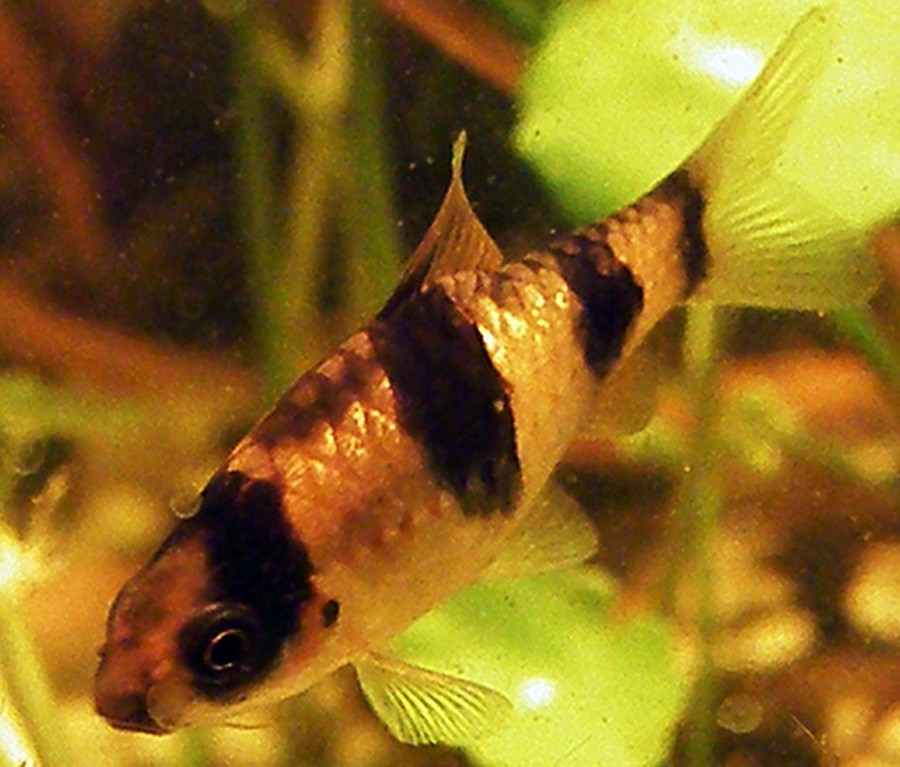 Puntius Fasciatus 5