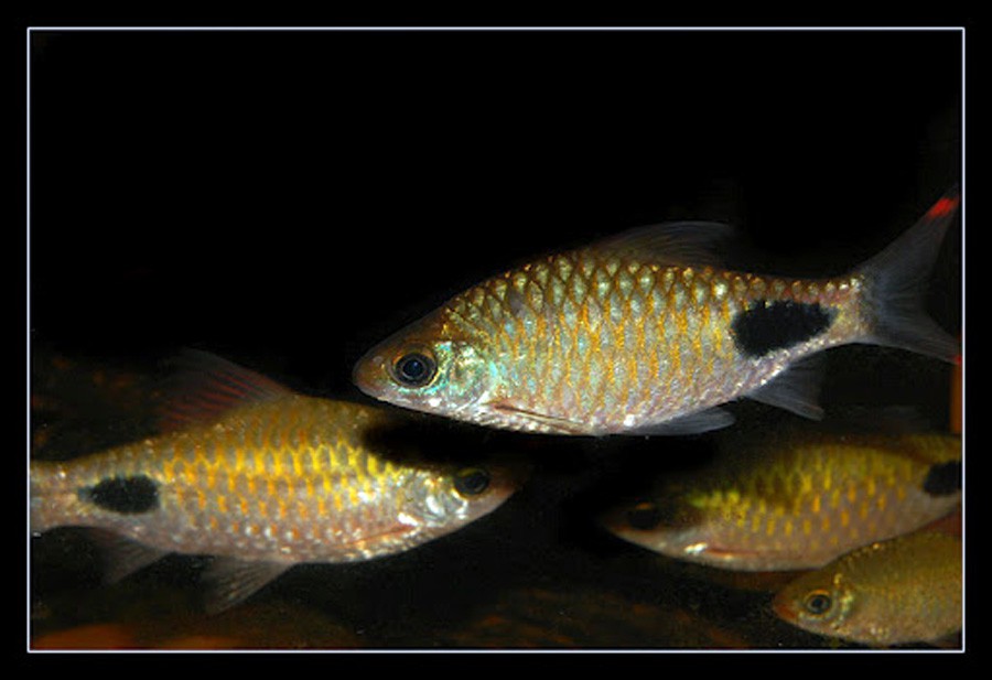 Puntius Fasciatus 6