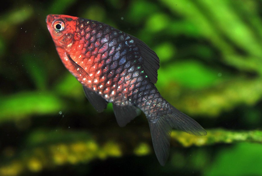 Barbo Cabeza Púrpura