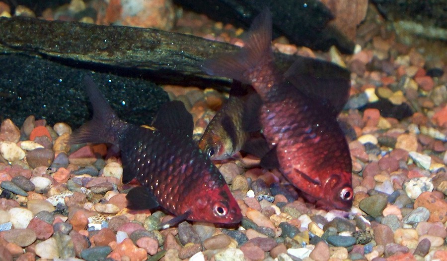 Puntius Nigrofasciatus 2