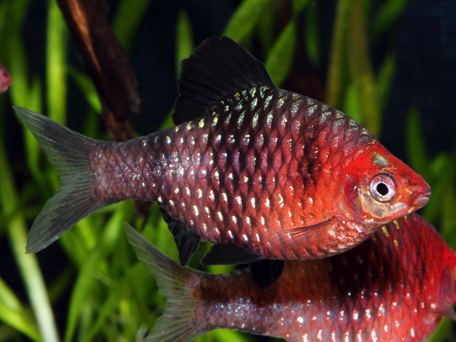 Puntius Nigrofasciatus 3