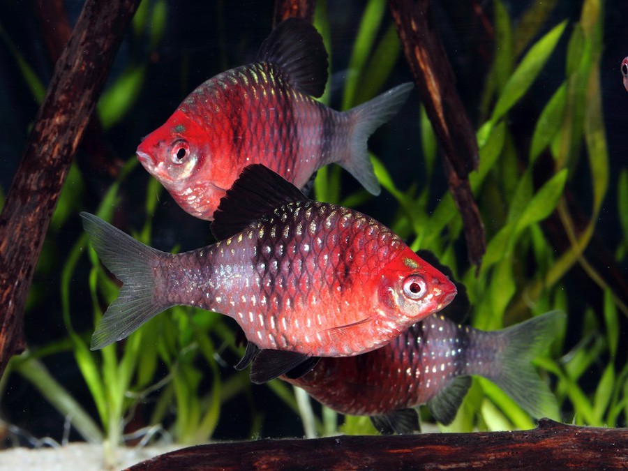 Puntius Nigrofasciatus 4