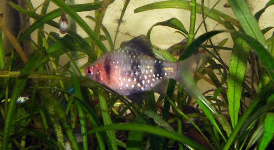 Puntius Nigrofasciatus 5