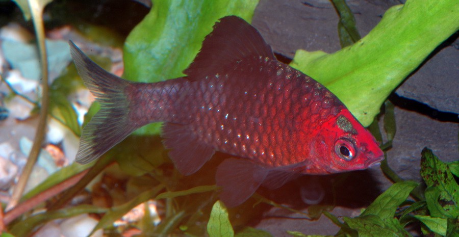 Puntius Nigrofasciatus 6