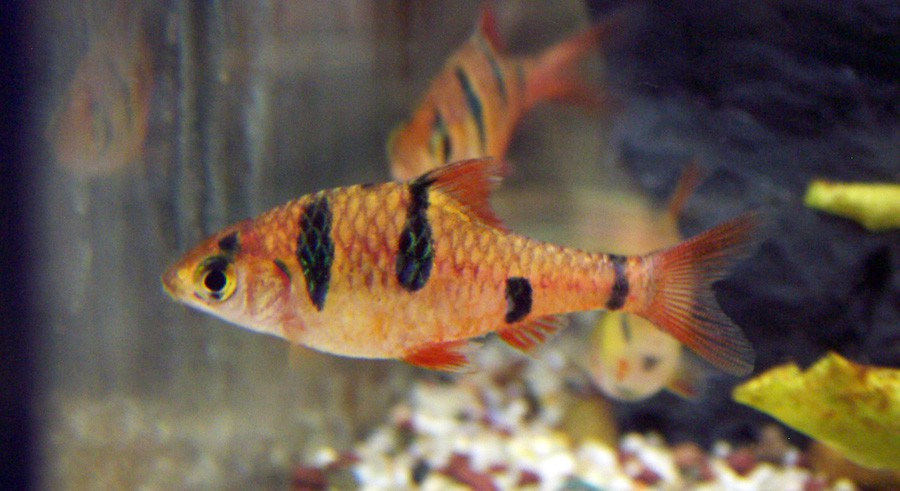 Puntius Pentazona 2