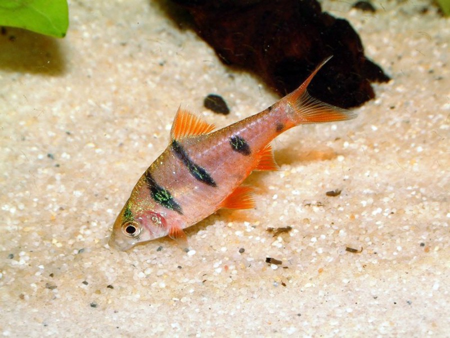 Puntius Pentazona 3