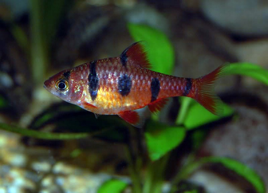 Puntius Pentazona 4