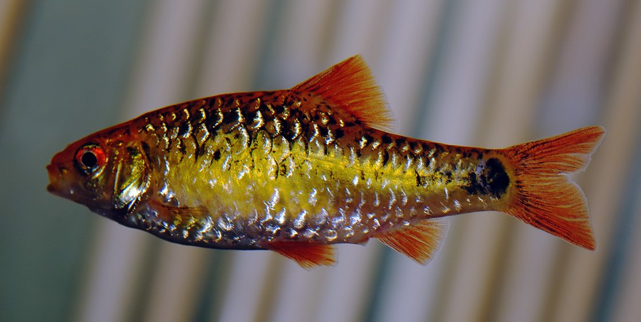 Barbo Dorado