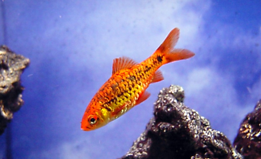 Puntius Semifasciolatus 2